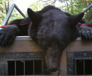 Wisconsin Black Bear, harvested by Angela Rundle 2009